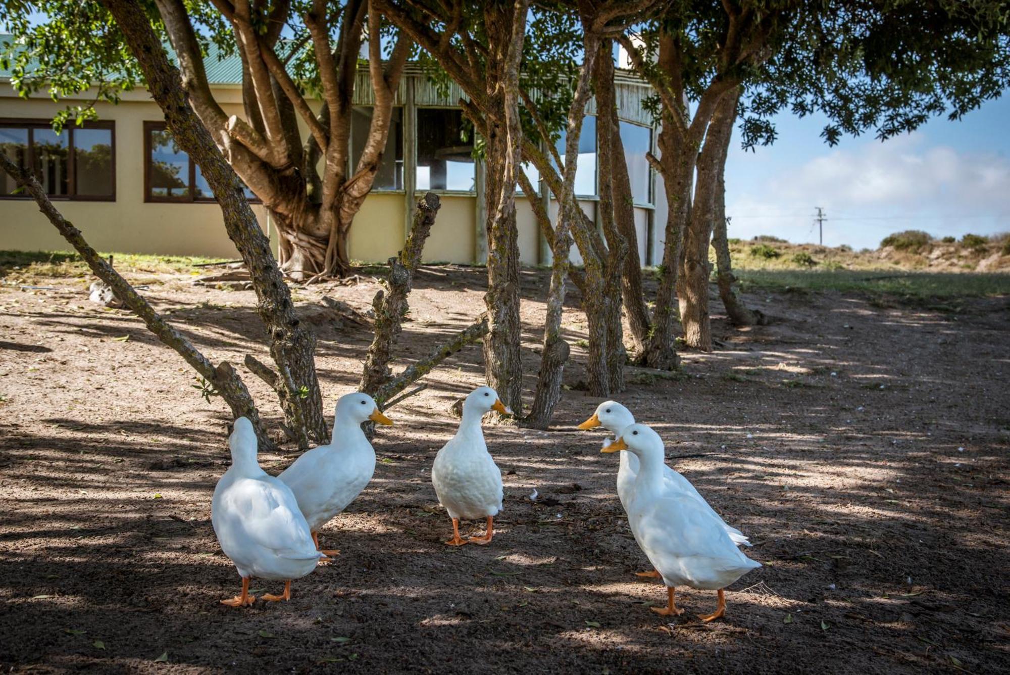 Grootvlei Guest Farm Bed & Breakfast Lambert's Bay Exterior photo